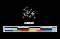 藏品(普通輝石)的圖片